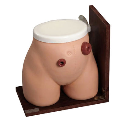 Einläschung Fähigkeiten Lehre Mannequin Das perfekte Trainingswerkzeug für medizinische Fisteln Stoma Pflege