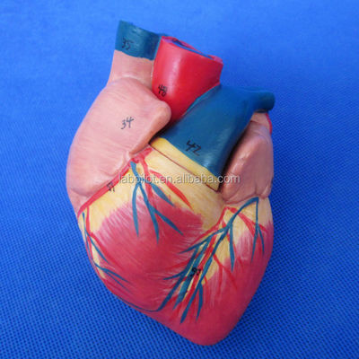 3D-Modell des menschlichen Atmungssystems, Larynx, Trachea, Herz und Lunge für medizinische Ausbildung
