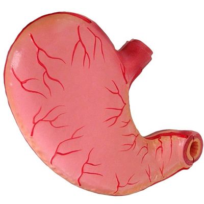 Erweitertes PVC-Medizinisches Lehrmodell für Krankenhäuser Human Magen Anatomisches Modell