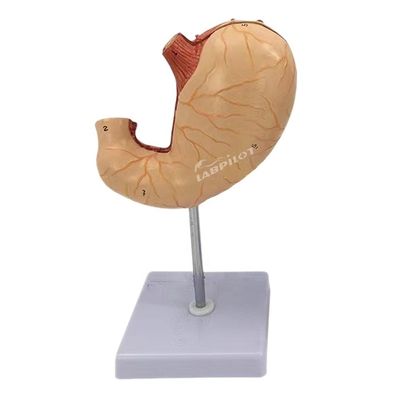 Erweitertes PVC-Medizinisches Lehrmodell für Krankenhäuser Human Magen Anatomisches Modell