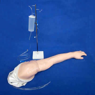 Voll funktionsfähiges Fortgeschrittenes Modell für PVC-venöse Transfusion und Injektion