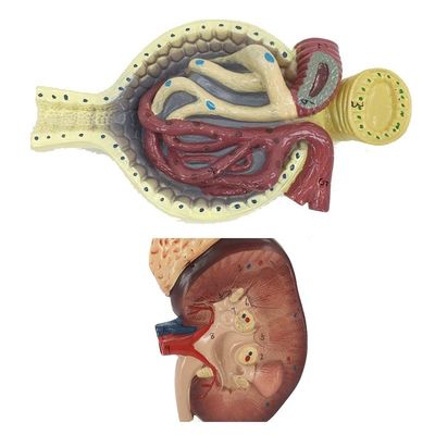Modell des menschlichen Harnsystems zur Unterweisung detaillierter Nierennephron- und Glomerulanatomie
