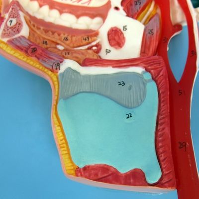 Detaillierte Gesichtsnerven und Gefäße Modell Advanced PVC Material für umfassende Stud