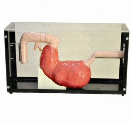 Fortgeschrittene Gastroskopische Untersuchung und ERCP-Ausbildungsmodell für Magen-Darm-Läsionen