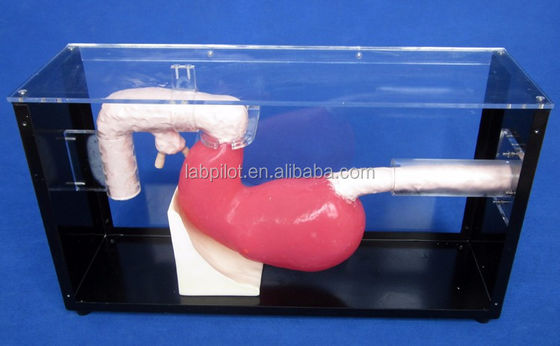 Fortgeschrittene Gastroskopische Untersuchung und ERCP-Ausbildungsmodell für Magen-Darm-Läsionen