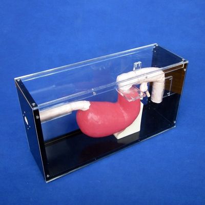 Medizinisches Speiseröskoptraining Gastroskop und ERCP-Trainer für Magen-Darm-Läsionen