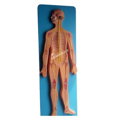 Medizinische Wissenschaft Anatomisches Modell des menschlichen Nervensystems für Krankenhäuser und Kliniken