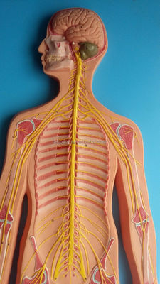 Medizinische Wissenschaft Anatomisches Modell des menschlichen Nervensystems für Krankenhäuser und Kliniken