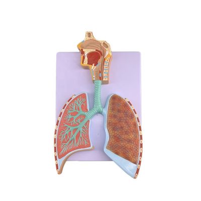 Erweitertes PVC-Lungenanatomie-Modell zur genauen Demonstration des Atmungssystems