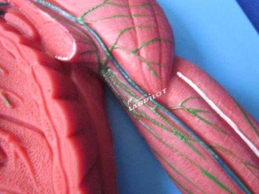 Anatomische Lehre Modell 3D-Simulator für Lymphsystem Organ