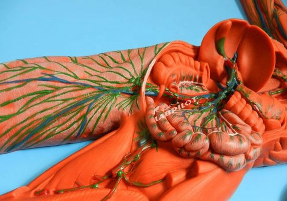 Anatomische Lehre Modell 3D-Simulator für Lymphsystem Organ