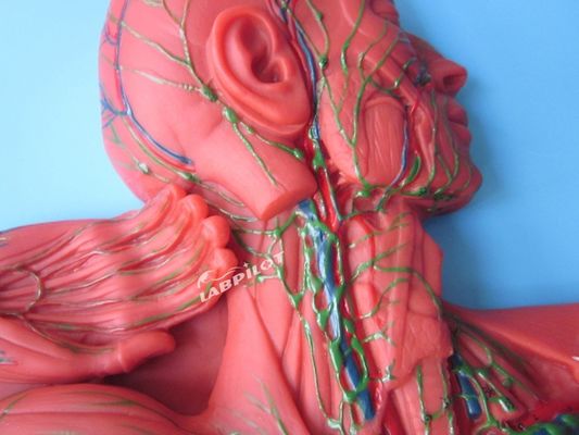 Anatomische Lehre Modell 3D-Simulator für Lymphsystem Organ