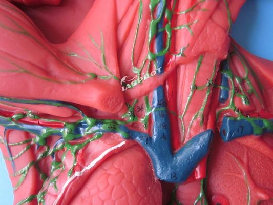 Anatomische Lehre Modell 3D-Simulator für Lymphsystem Organ