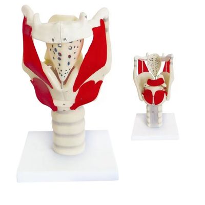 Anatomische Demonstration HOT Larynx Funktionsmodell Advanced PVC für die Kehlunterricht
