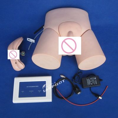 Erweiterte PVC-Regler-betriebene Krankenschwesterkatheterisationsmannequin für Menschen Lebensgröße