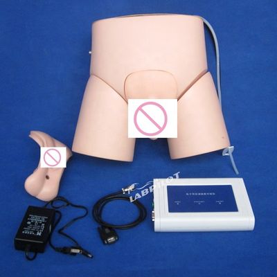 Erweiterte PVC-Regler-betriebene Krankenschwesterkatheterisationsmannequin für Menschen Lebensgröße