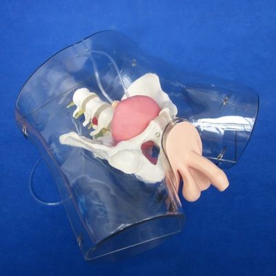 Mannequin für Patienten Versorgung Demonstration Transparente Harnröhre Katheterisierung Training