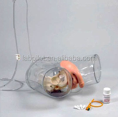 Mannequin für Patienten Versorgung Demonstration Transparente Harnröhre Katheterisierung Training