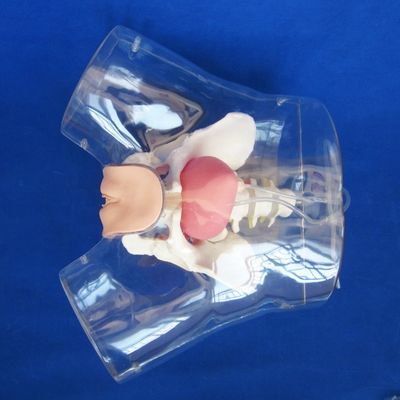 Erweiterte PVC-transparente Urethralkatheterisierung für Frauen für die Pflege