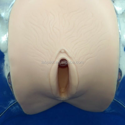 Durchsichtige Dilatation und Curettage der Gebärmutter für Abtreibungstraining