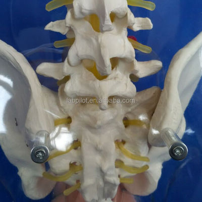 Durchsichtige Dilatation und Curettage der Gebärmutter für Abtreibungstraining