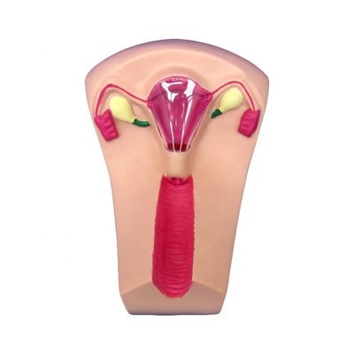 Medizinische Wissenschaft PVC-Schleimhaut-Einsatz-Trainer Uterus Weibliche Intrauterin-Geräte-Simulator-Modell