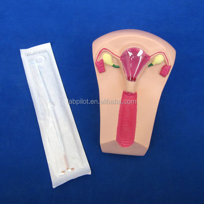 Medizinische Wissenschaft PVC-Schleimhaut-Einsatz-Trainer Uterus Weibliche Intrauterin-Geräte-Simulator-Modell