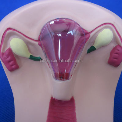 Medizinische Wissenschaft PVC-Schleimhaut-Einsatz-Trainer Uterus Weibliche Intrauterin-Geräte-Simulator-Modell