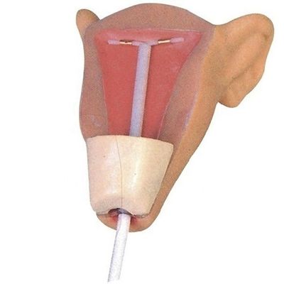 Realistischer Krankenschwestersimulator für Verhütungstraining