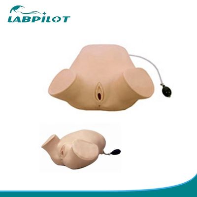 PVC Schwangere Frauen Vierstufige Palpation Leopold Manöver Vaginaluntersuchung Simulator