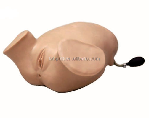 PVC Schwangere Frauen Vierstufige Palpation Leopold Manöver Vaginaluntersuchung Simulator