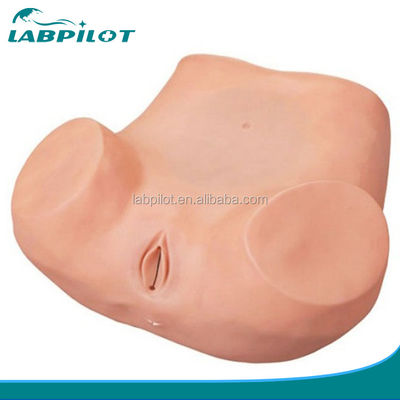 Frauen-Gesundheitsbildung GYN-Prüfung Training Simulator mit fortschrittlichem PVC-Material