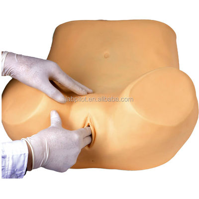 Frauen-Gesundheitsbildung GYN-Prüfung Training Simulator mit fortschrittlichem PVC-Material