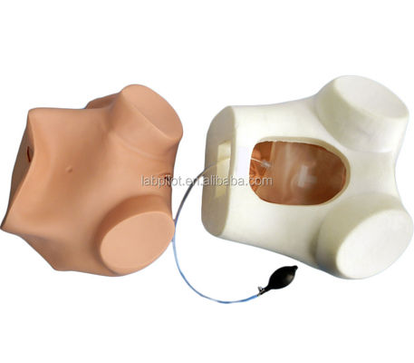 Frauen-Gesundheitsbildung GYN-Prüfung Training Simulator mit fortschrittlichem PVC-Material
