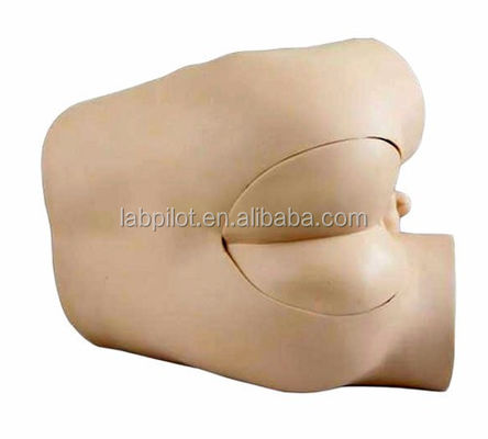 Rectal Examination Skills Training Modell mit fortgeschrittener PVC-Konstruktion und Komponenten