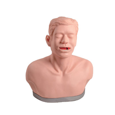 Schilddrüsenuntersuchungs-Ausbildungsmodell für die anatomische Lehre und Funktionsdemonstration