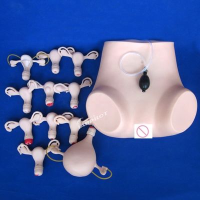 Verhütungsmittel Gebärmutter Beckenuntersuchung Training Manikin Medizinische Gynäkologie Pflege Modell