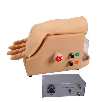 Arterielle Blutgasanalyse Modell für menschliche Arterienpunktion Training Fähigkeiten Entwicklung