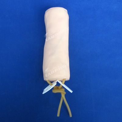 Medizinische Wissenschaft Venipuncture und Bluttransfusion Praxis Modell mit IV Ellbogen Modell