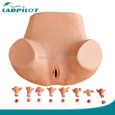 GYN-Fähigkeiten Lehre umfassende Beckenuntersuchung Simulator mit Advanced PVC