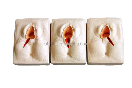 GYN-Fähigkeiten Lehre 3-Set Perineum Suring Simulator und Episiotomie Wunde Suring Modell