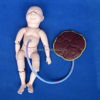 Geburtshilfe-Gynecologie Modell Schwangere Frau Pflege Simulator für Geburtshilfe Ausbildung