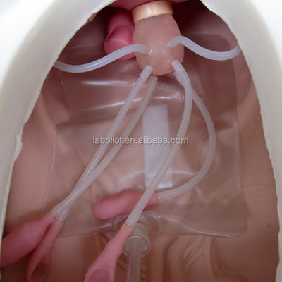 Medizinische Wissenschaft Verschiedene gynäkologische Pflege-Fähigkeiten Training Mannequin Becken- und Vagina-Untersuchungsmodell