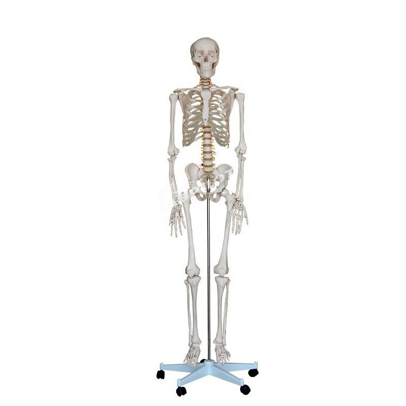 180 cm groß, lebensgroßes menschliches Anatomie-Modell, ideal für medizinische Lehre und Ausbildung