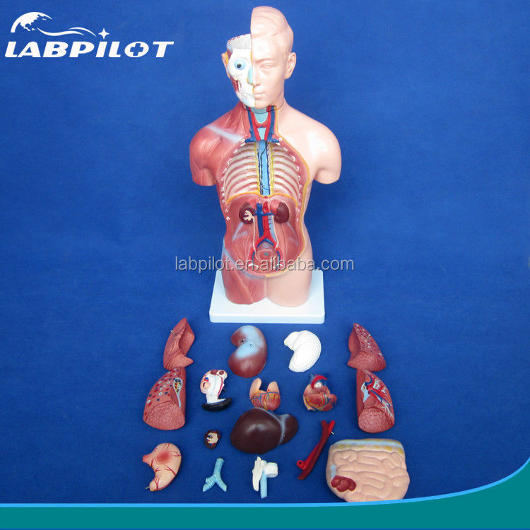 42cm Sexloser Torso-Modell mit 18 Teilen und detailliertem Torso-Anatomie-Modell