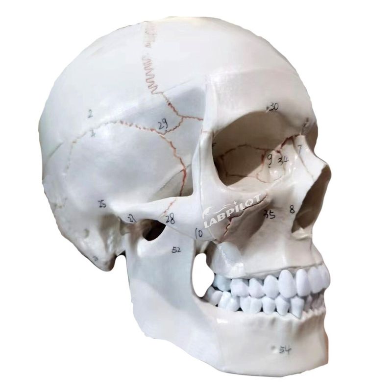 Bildungsmodelle Menschliche lebensgroße Schädel Anatomisches Modell für den medizinischen Unterricht