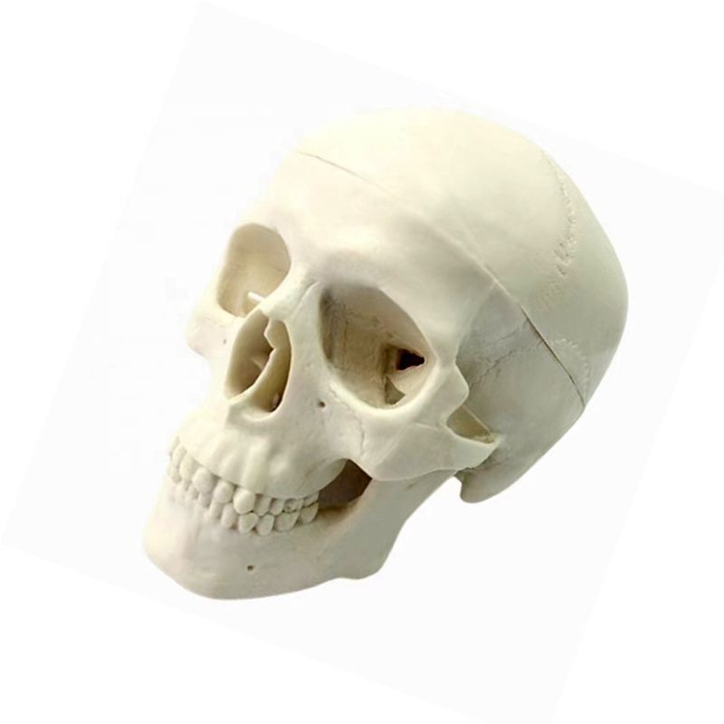 Deluxe Naturgröße menschliche Anatomie Lehrmittel lebhaftes Skelettmodell für Anatomie-Studium