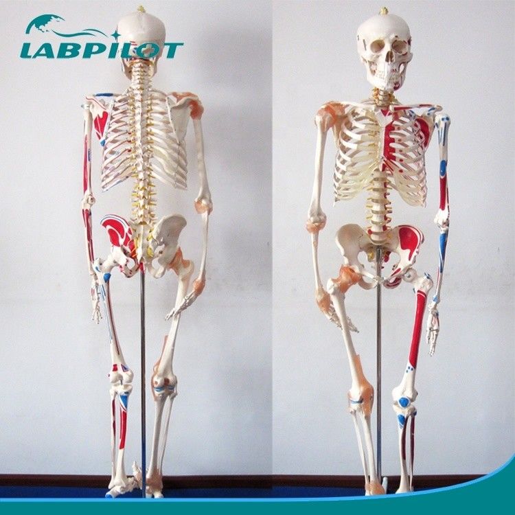 Medizinisches Bildungsmodell 180 cm groß Farbiges Skelett mit Muskeln und Bändern