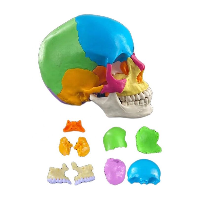 22 Teil Schädelmodell Farbknochen Anatomische Demonstration Lehre Medizinisches Modell