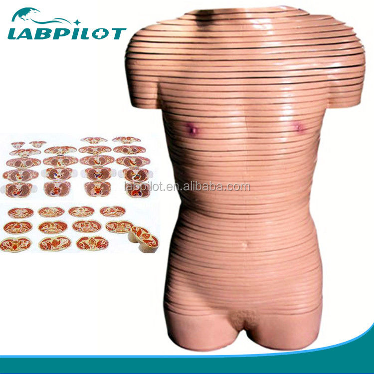 Anatomie-Modell für den weiblichen Torso, Lebensgröße, für Schulen empfohlen